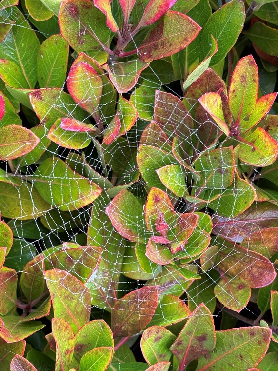 Hearst San Simeon SHM spider web