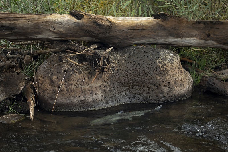 A Chinook salmon swims in a tributary creek of the Klamath River