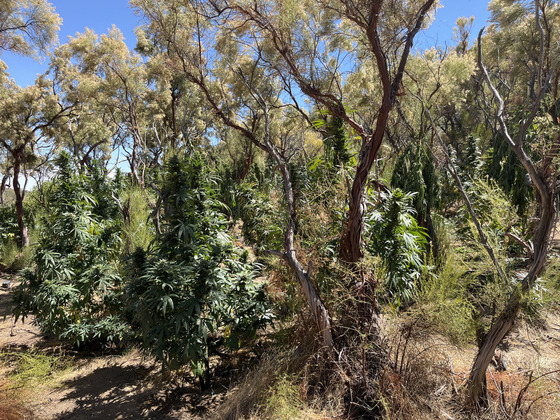 Illegal Cannabis Growing at Anza Borrego Desert State Park.  