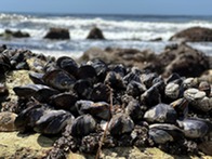 mussels - CDFW photo by C. Makeyev