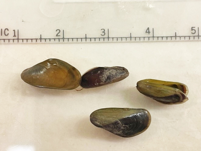 Four golden mussels shown next to a ruler for size context