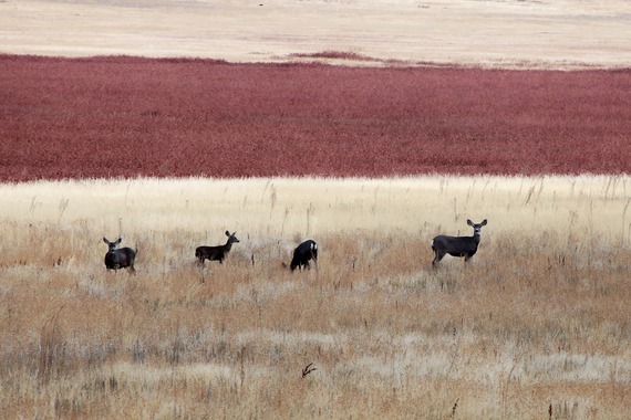 Cuyamaca Rancho State Park Mule Deer Crimson Bloom