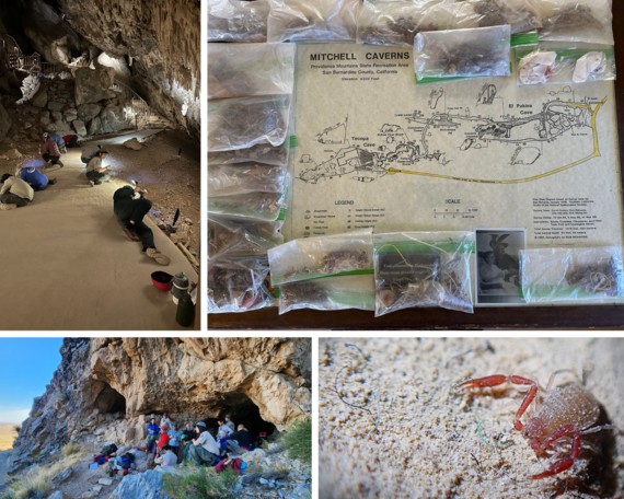 Providence Mountains  SRA cave cleanup collage