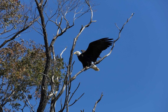 Clear Lake State Park Bald Eagle Nest