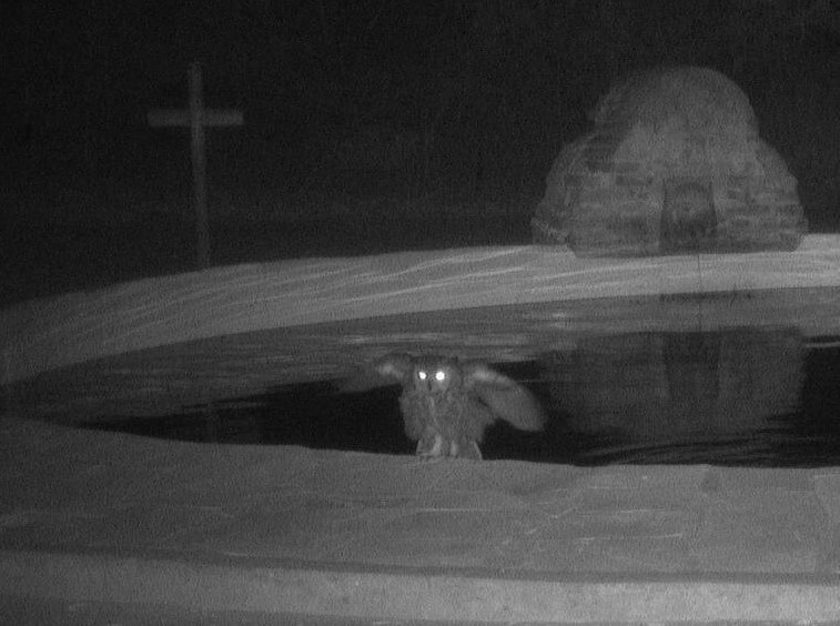 Great Horned Owl La Purisma Mission State Historic Park Chumash lavanderia Night Game Camera