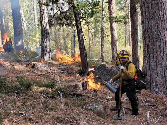 Calaveras Big Trees State Park Prescribed Burn Workers Ignite