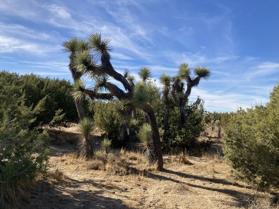 Arthur B. Ripley Desert Woodland SP