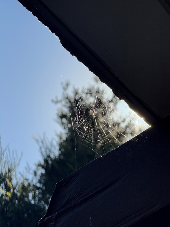 Malibu Creek State Park_spiderweb
