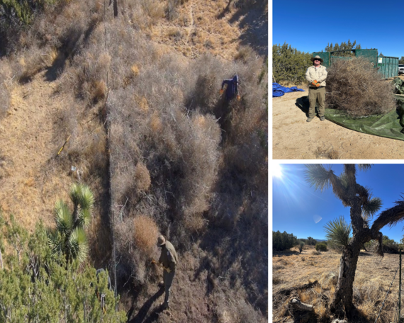 Arthur B. Ripley Woodland Desert SP Collage