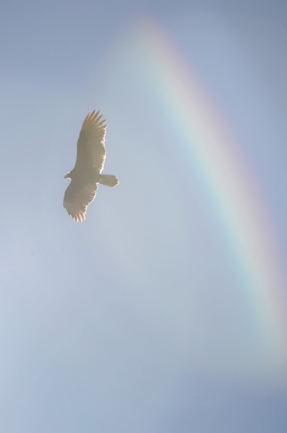 Vulture