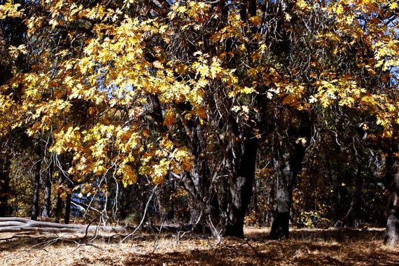Black oaks