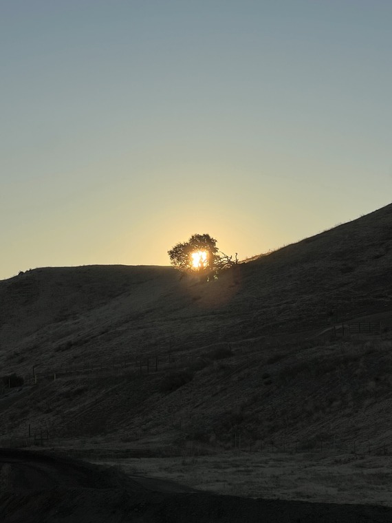 trees on fire