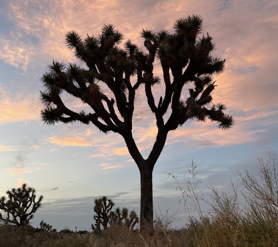 pink clouds behind Joshua tree