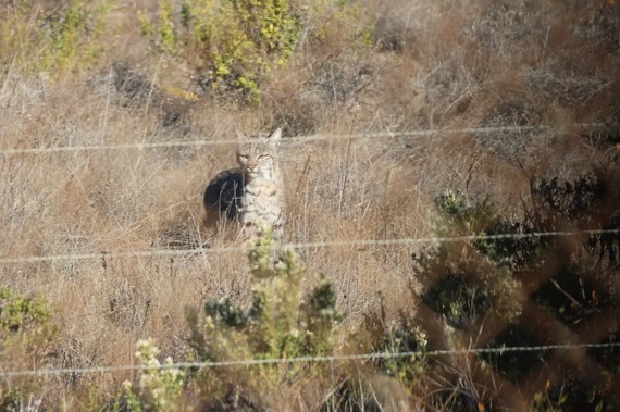 Hearst San Simeon San Luis Obispo Coast District State Park Bobcat