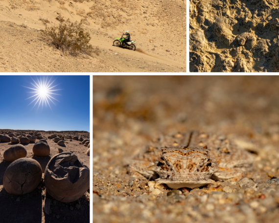 Ocotillo Wells District collage 2