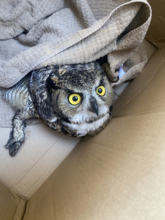 La Purisima SHP owl
