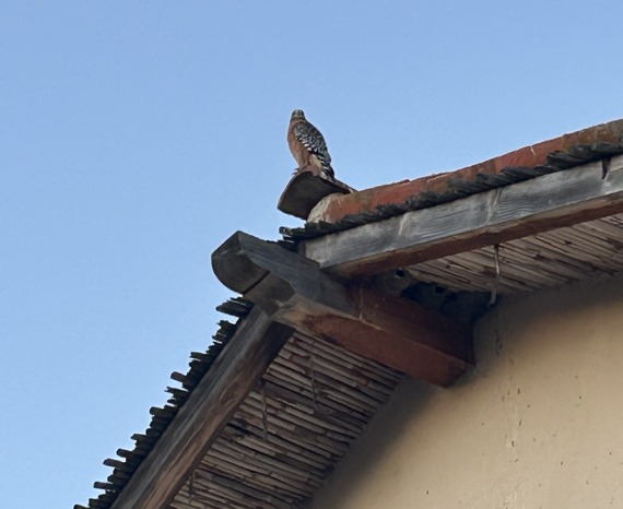 La Purisima SHP hawk