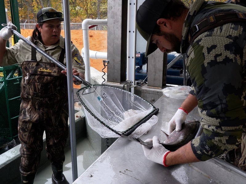 CDFW hatchery staff process returning coho salmon to Fall Creek.