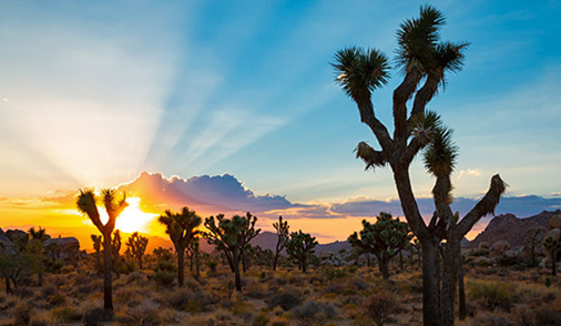 sunburst behind clouds and Joshua tree forest