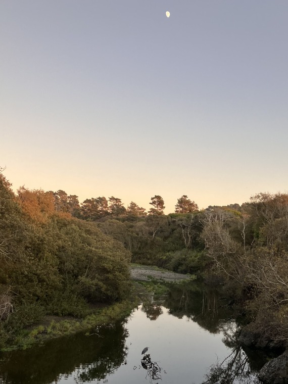 Great Blue Heron San Simeon Creek Hearst San Simeon State Park