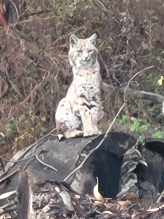 bobcat montana de oro state park