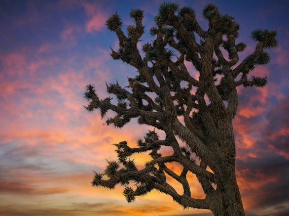 colorful sky behind Joshua tree