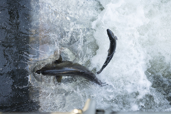 Salmon in churning water