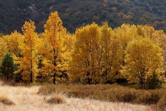 Cuyamaca Rancho State Park Black Oaks Fall Foliage