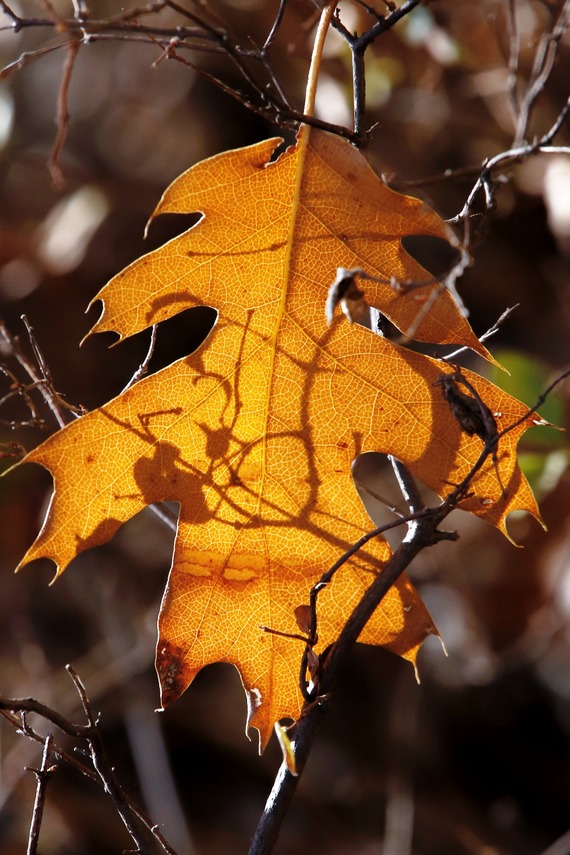 Cuyamaca Rancho State Park Single Black Oak Leaf Fall Foliage