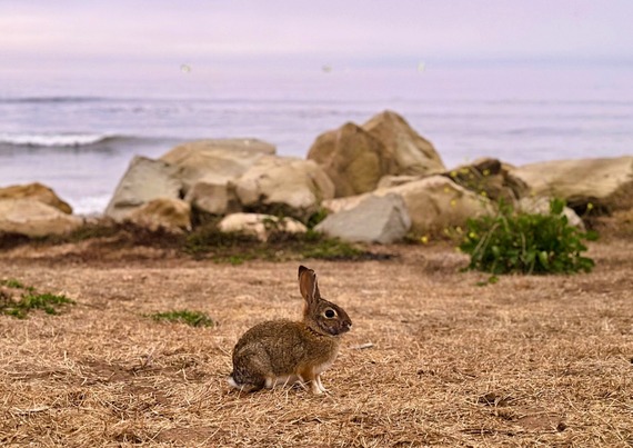 Rabbit Carpinteria