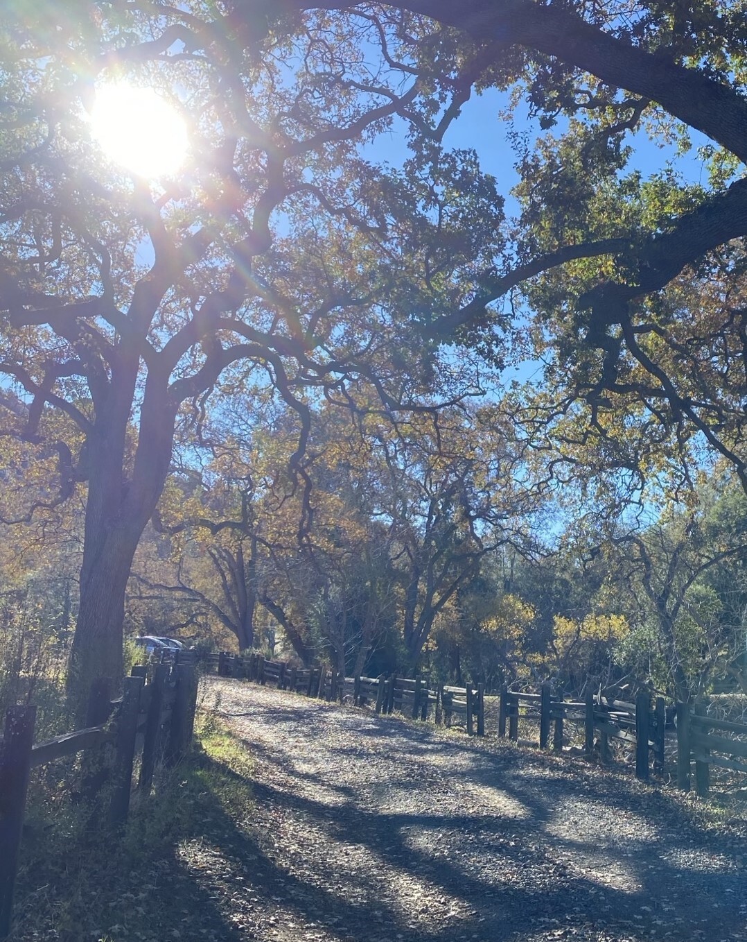 Mount Diablo Road Fall Leaves State Park