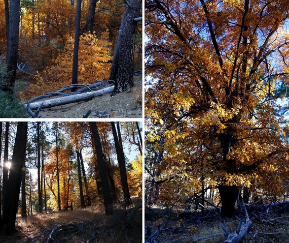 Cayamaca Ranch State Park Black Oak trees Stonewall Mine Fall Colors