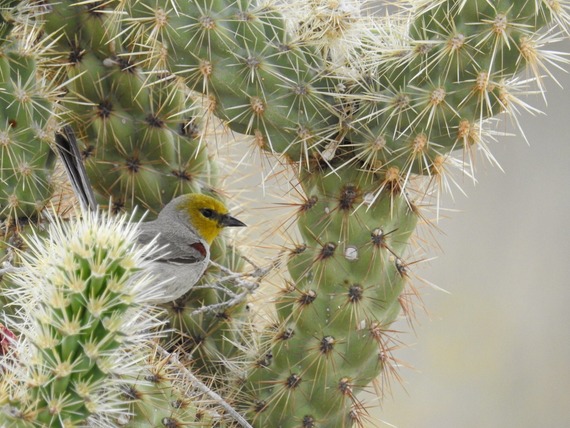 Anza Borrego Desert State Park verdin bird in cholla