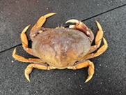 Dungeness crab. CDFW photo by A. Mutti