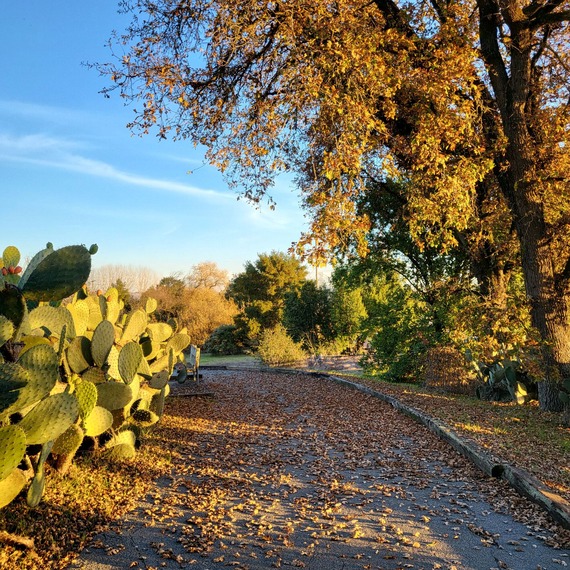 Fall Leaves Petaluma Adobe State Historic Park