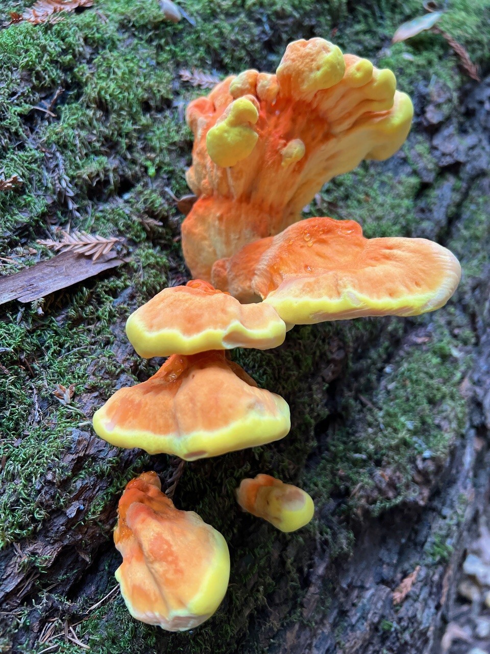 Armstrong Redwoods SNR (Fungi)