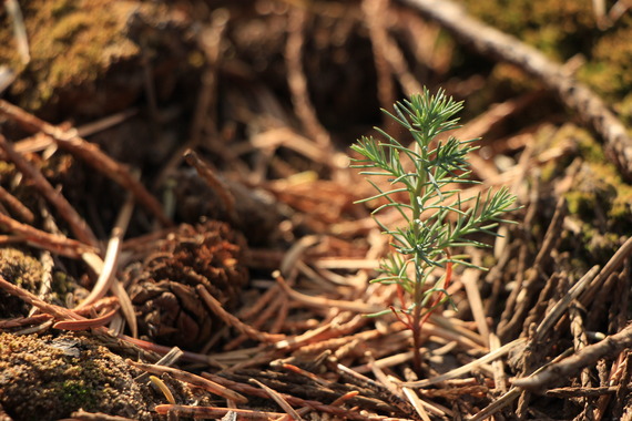 Calaveras Big Trees SP (small giant sequoia)