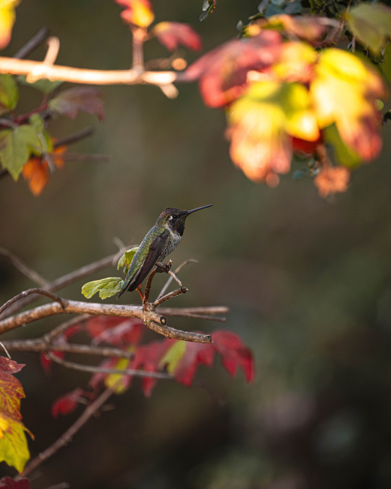 Hearst San Simeon SP (Anna's hummingbird)