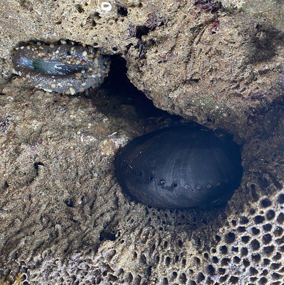 Leo Carrillo State Park Black Abalone Tidepool King Tide