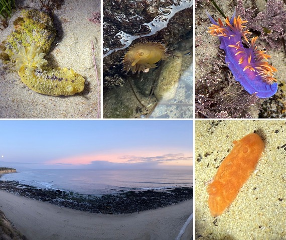 Point Dume State Beach Sea Life Collage Tide Pool King