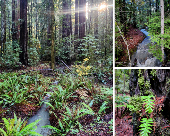 Humboldt Redwoods SP collage