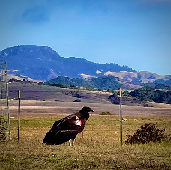 Hearst Castle San Simeon State Park California Condor