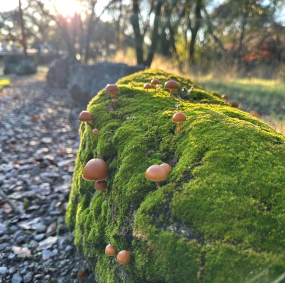 Mushrooms on mossy rock at Folsom Lake State Recreation Area