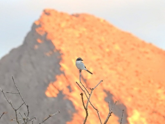 Anza-Borrego Desert SP loggerhead shrike