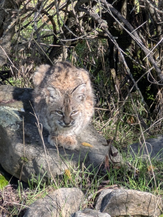 Marshall Gold Discovery SHP_bobcat
