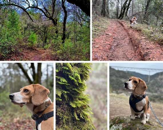 Auburn SRA (First Day Hike)