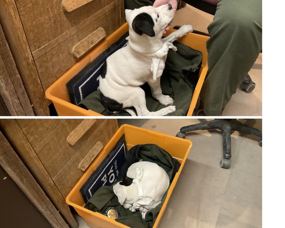 Lost Dog Petaluma Adobe State Historic Park