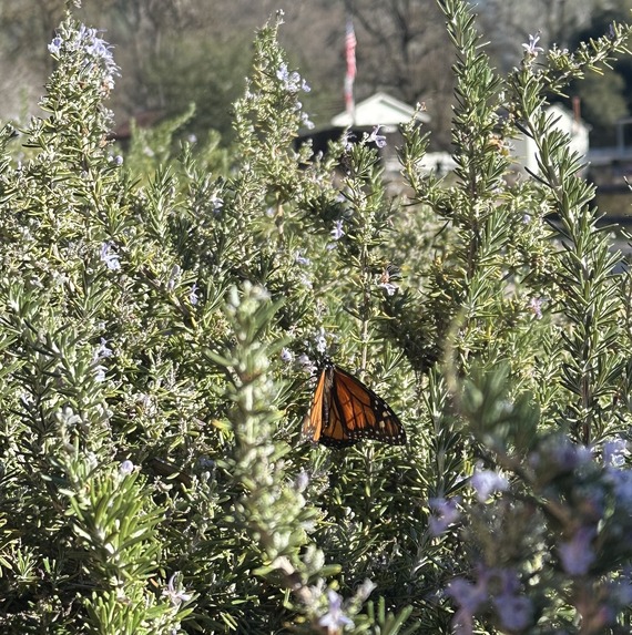 Marshall Gold Discovery State Historic Park Visitors Center Rosemary Bush Monarch Butterfly