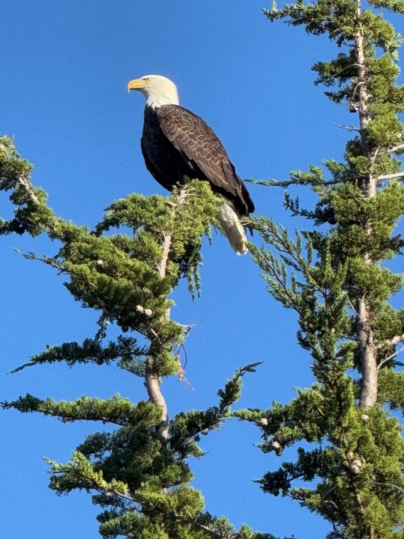 bald eagle at Hearst Castle