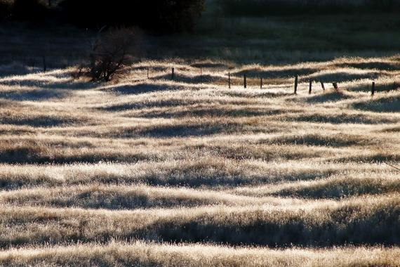 Undulating Meadow Early Morning Light Cuyamaca Rancho State Park